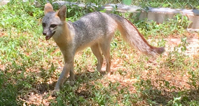 Grey Fox